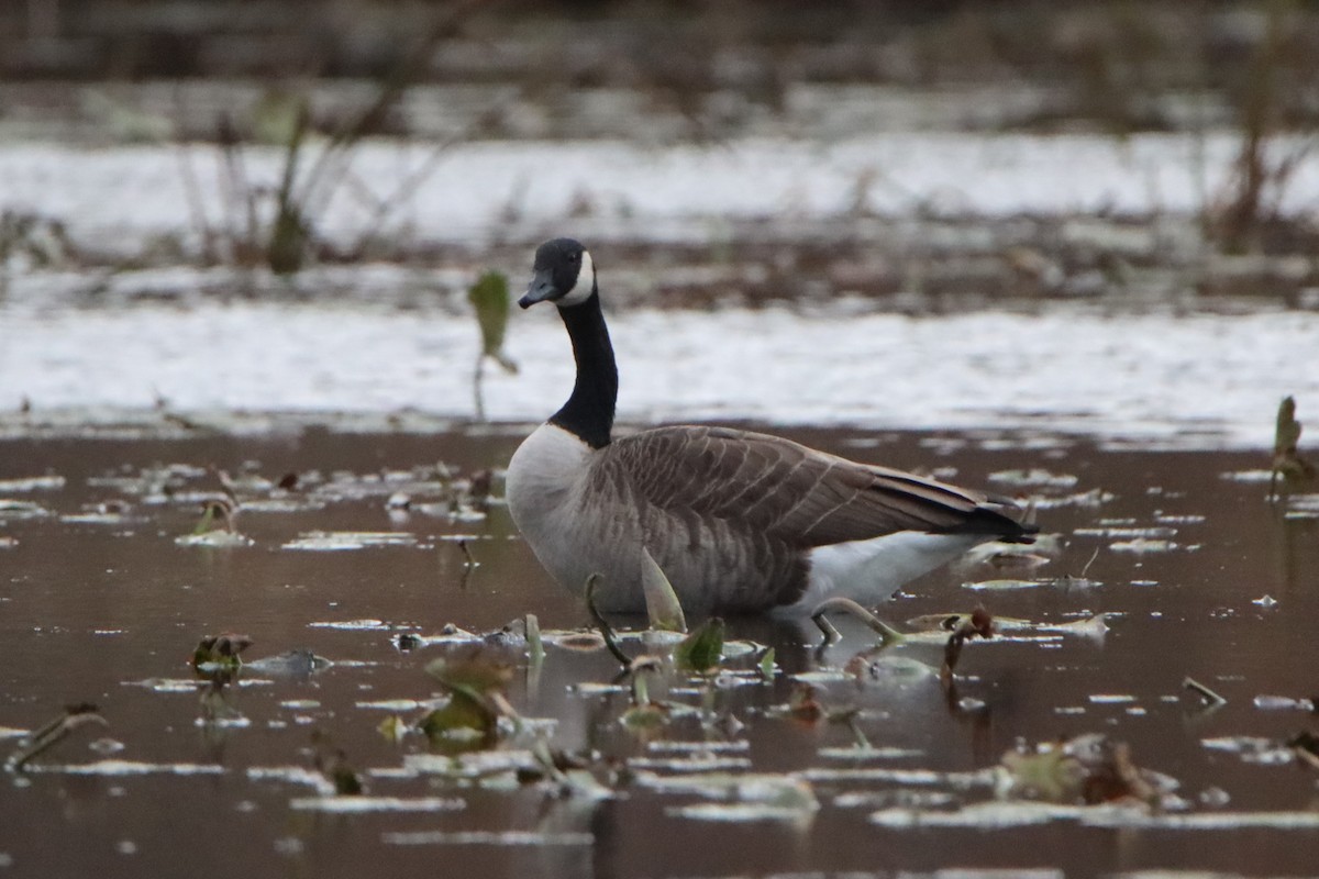 Canada Goose - ML643905559