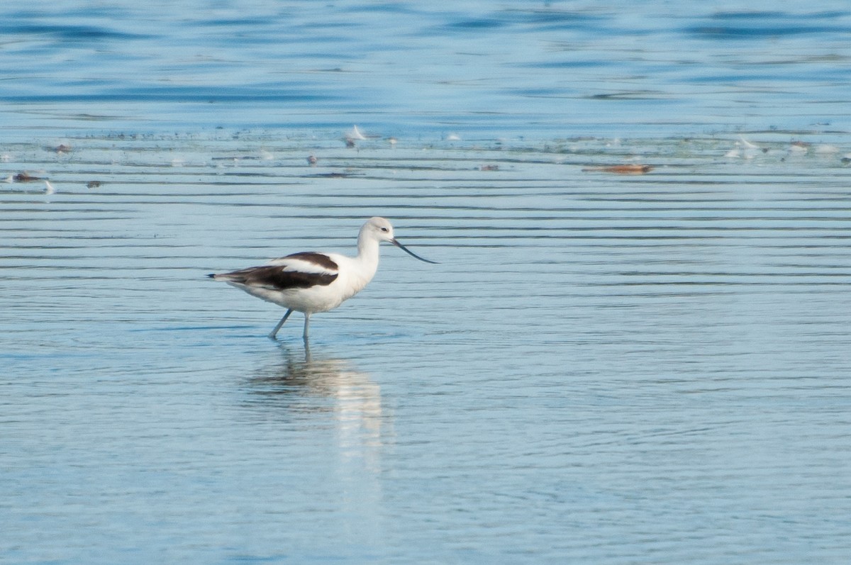American Avocet - ML643905563