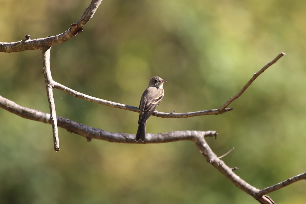 Pioui de l'Est - ML643905568