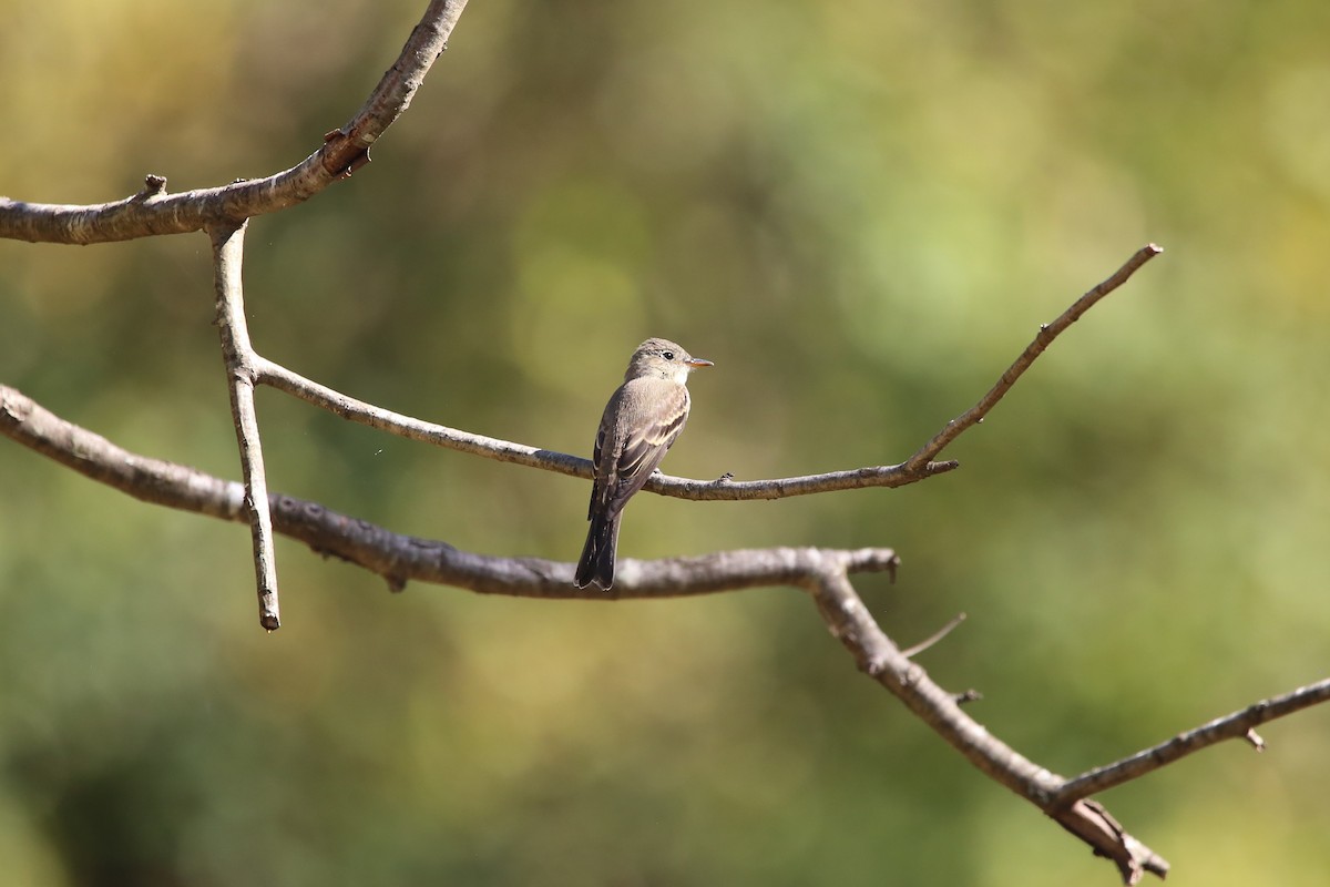 Pioui de l'Est - ML643905570