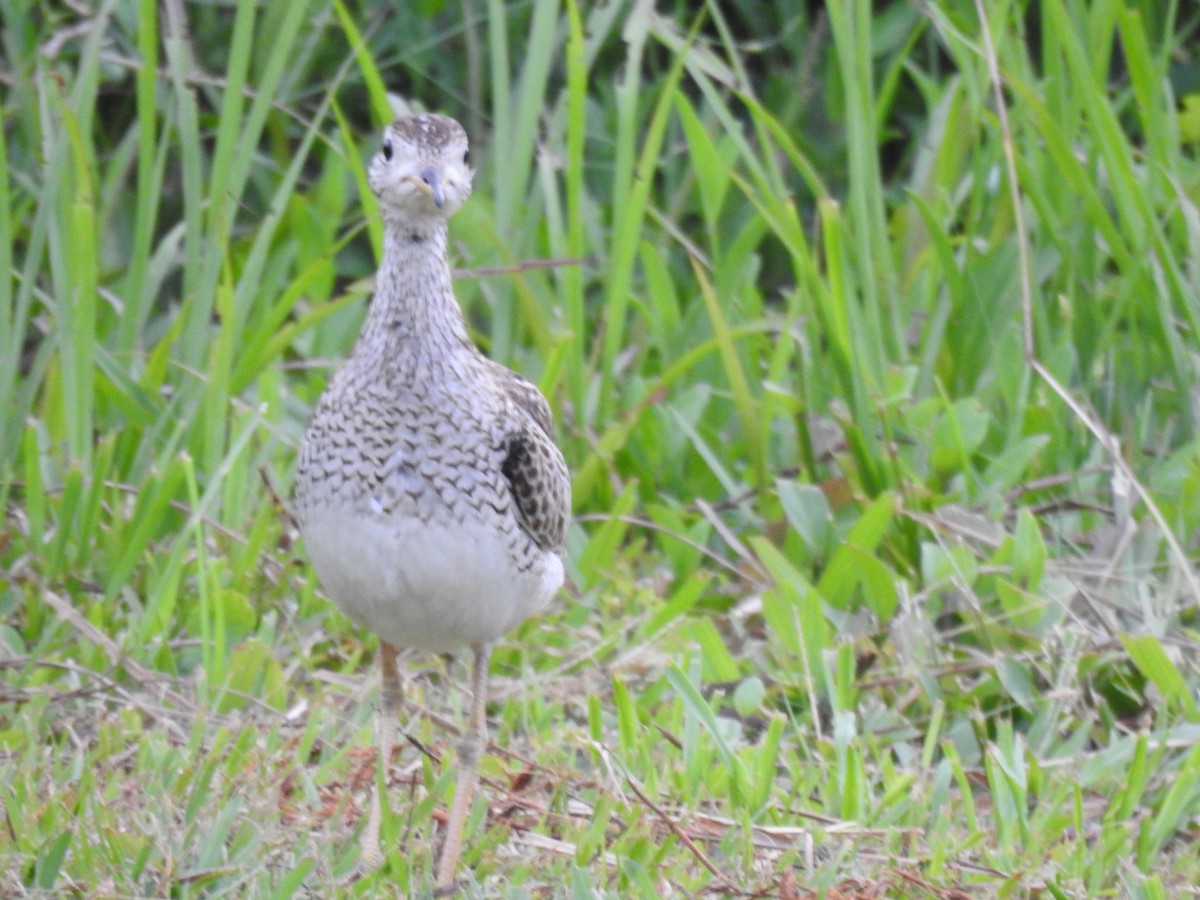 Upland Sandpiper - ML643905571