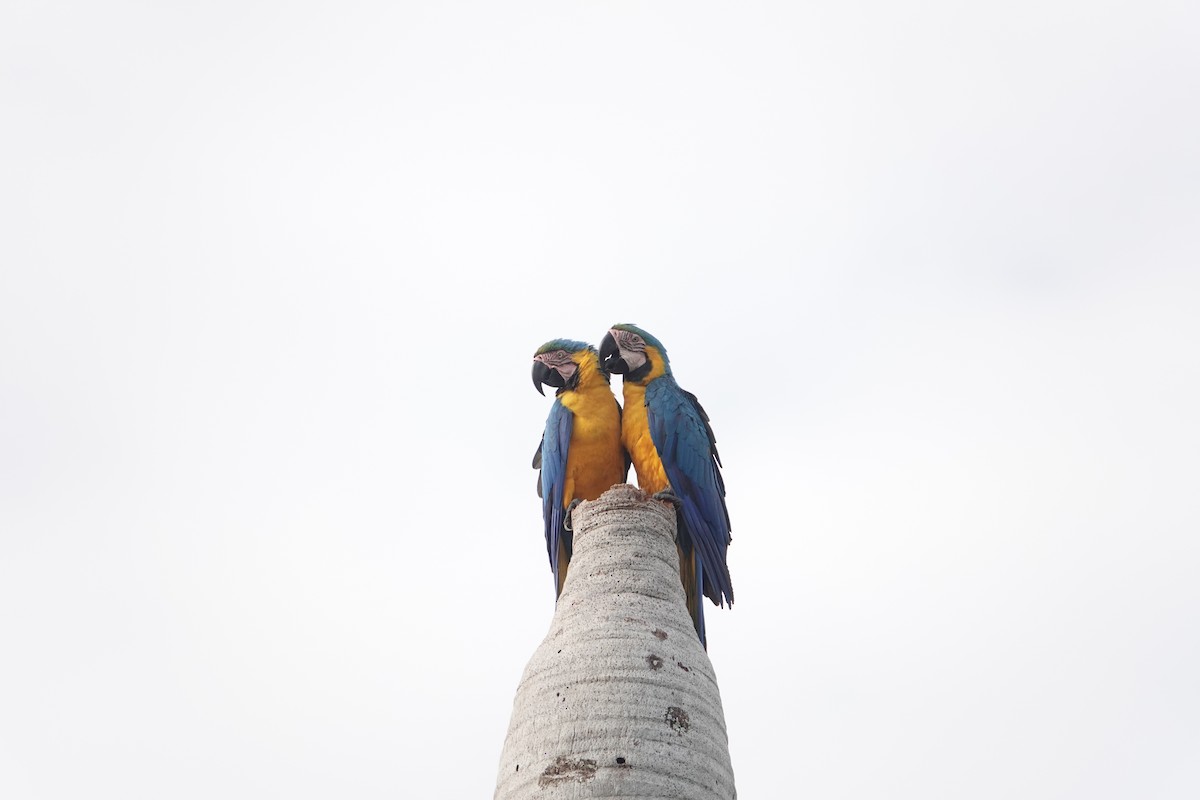 Blue-and-yellow Macaw - ML643905581