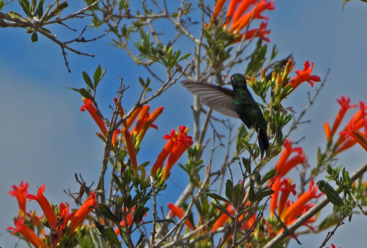 kolibřík lesklobřichý - ML643905593