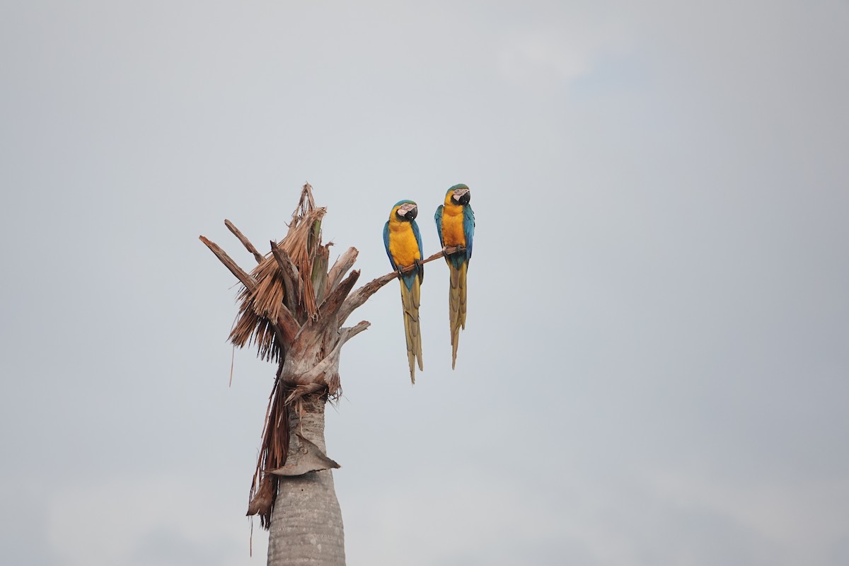 Blue-and-yellow Macaw - ML643905597