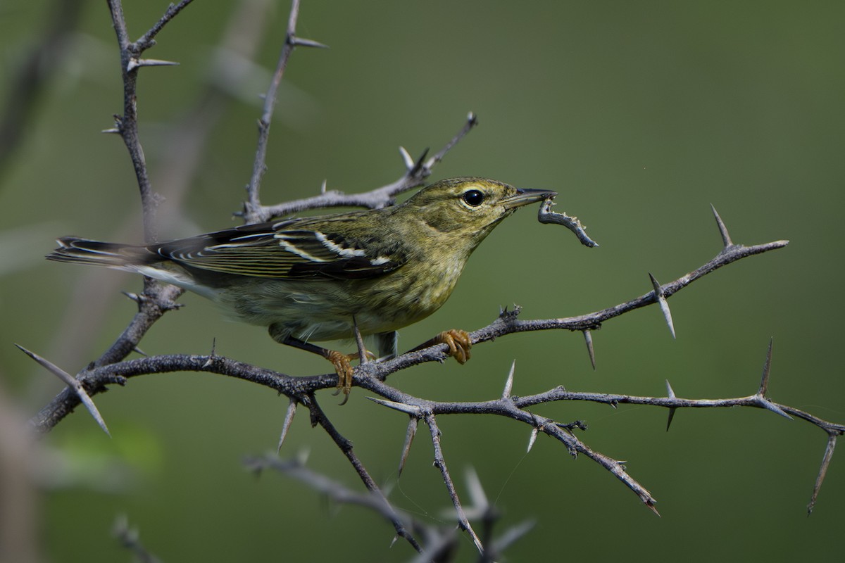 Blackpoll Warbler - ML643905604