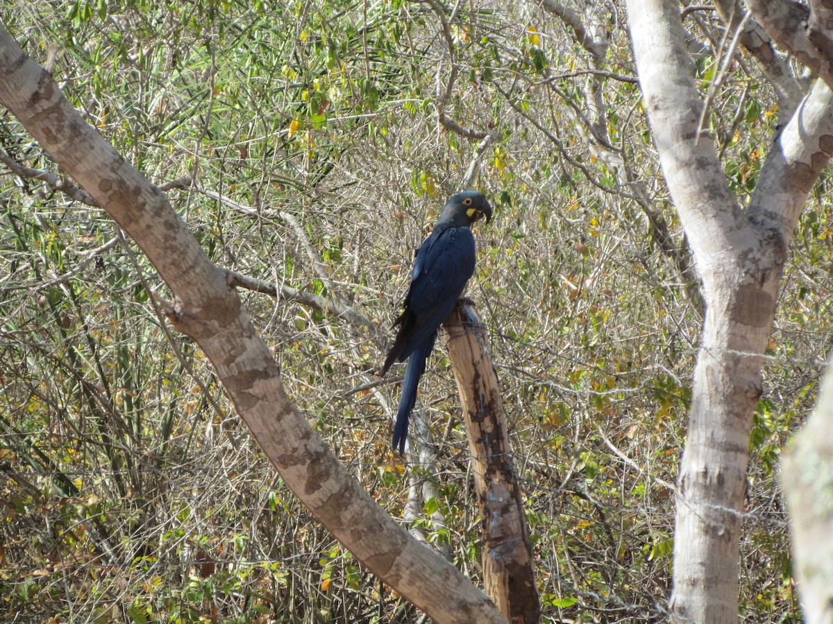 Indigo Macaw - ML643905608