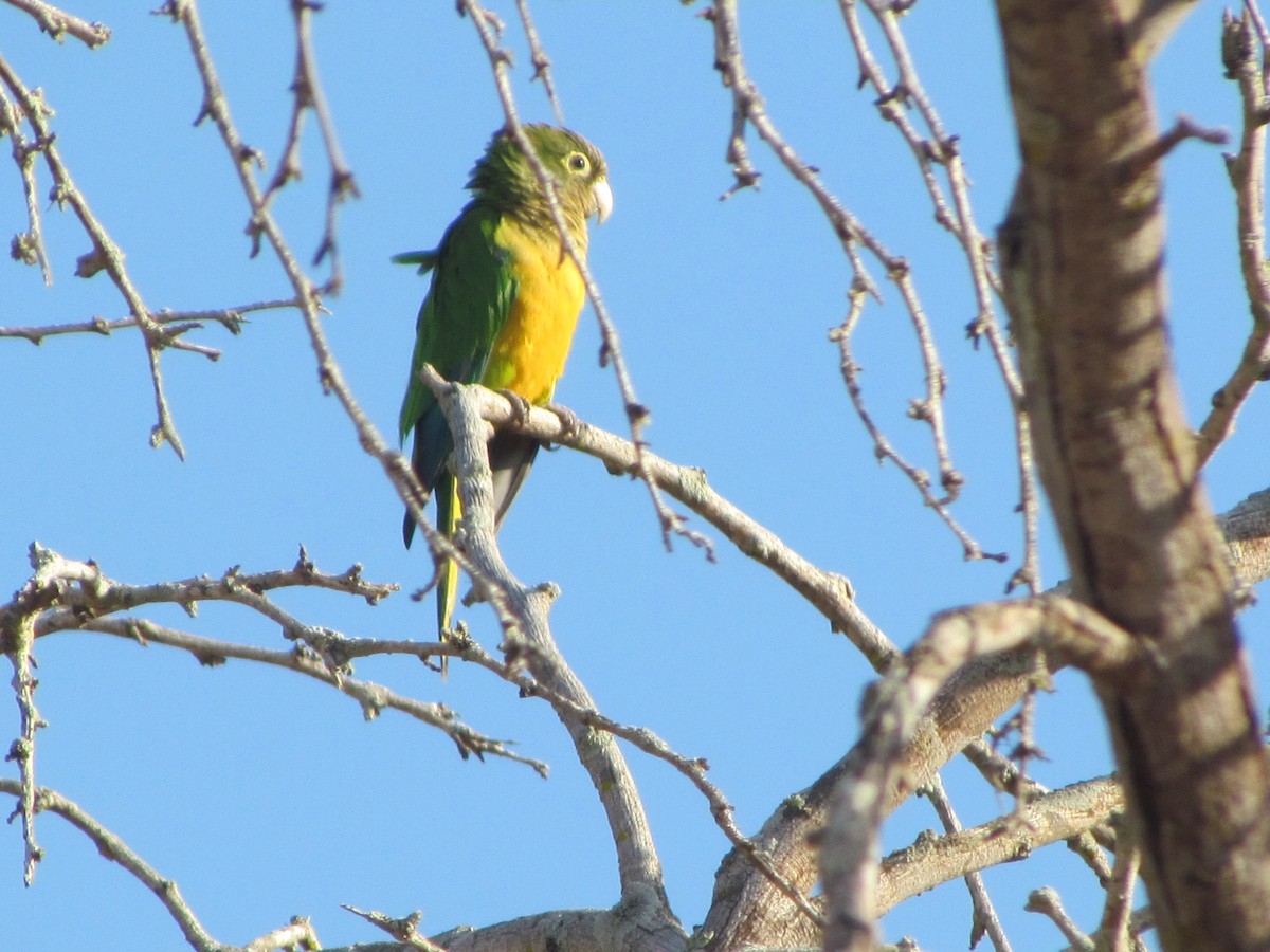 aratinga kaktusový - ML643905620