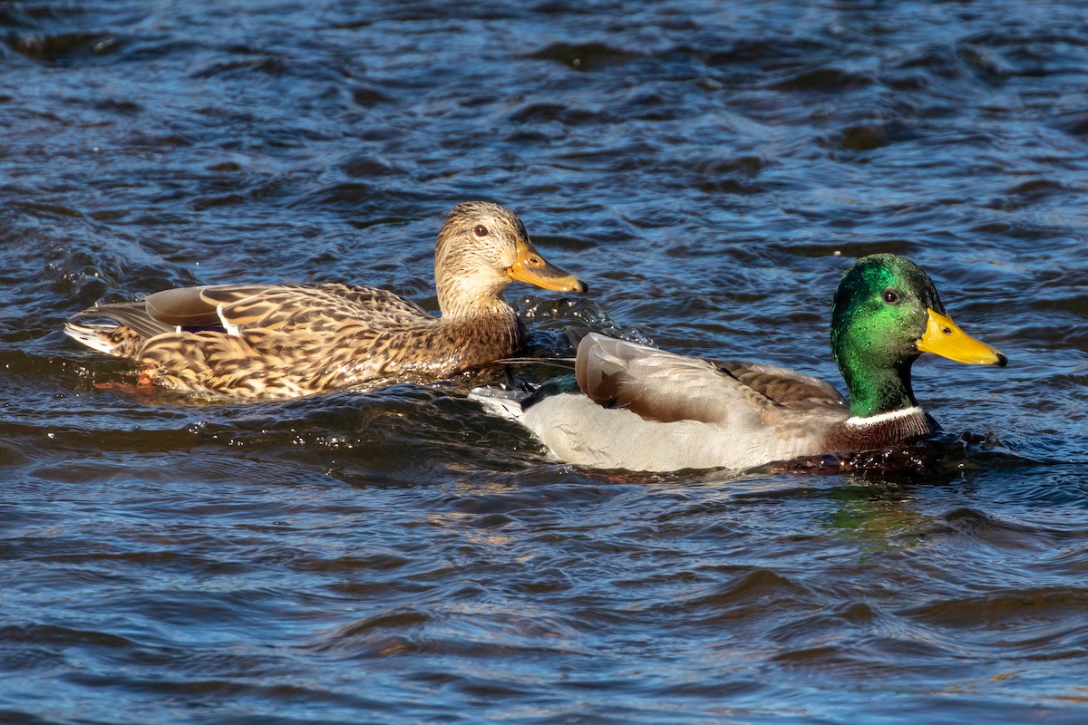Mallard - ML643905625