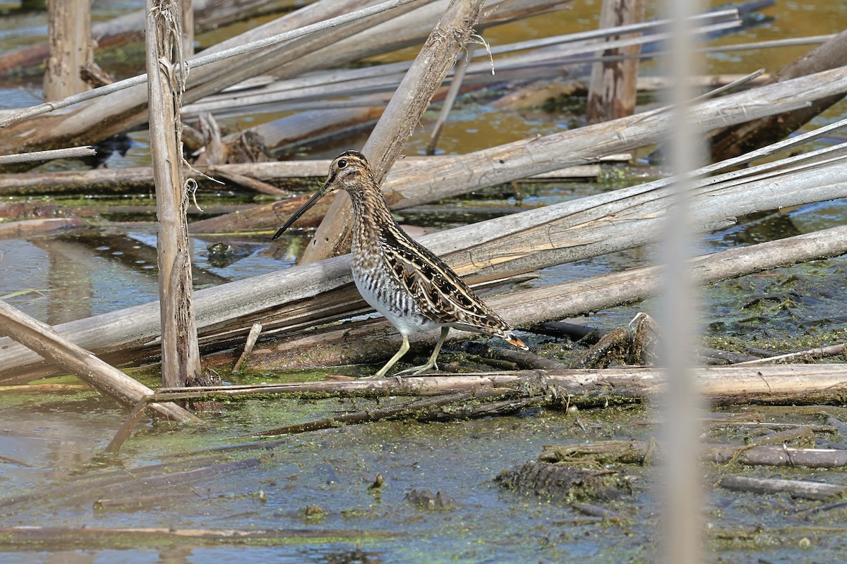 Wilson's Snipe - ML643905641