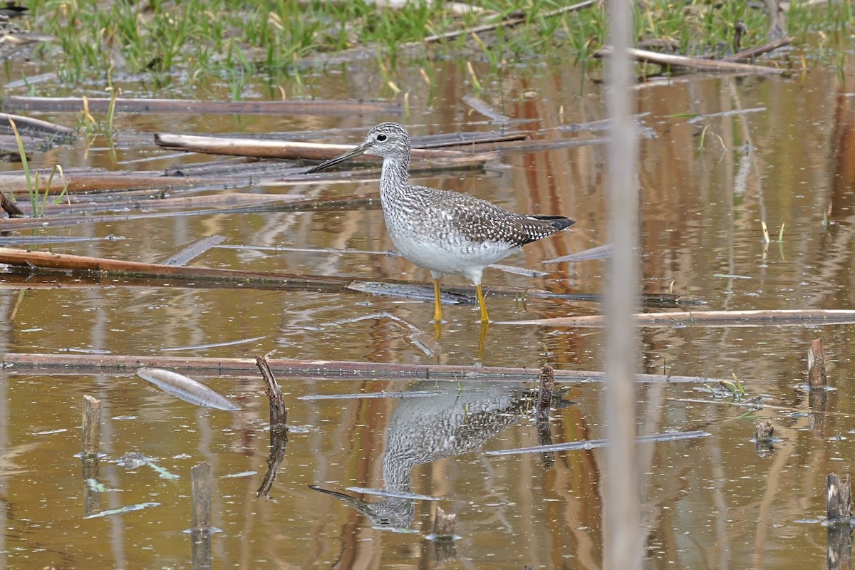 Greater Yellowlegs - ML643905644