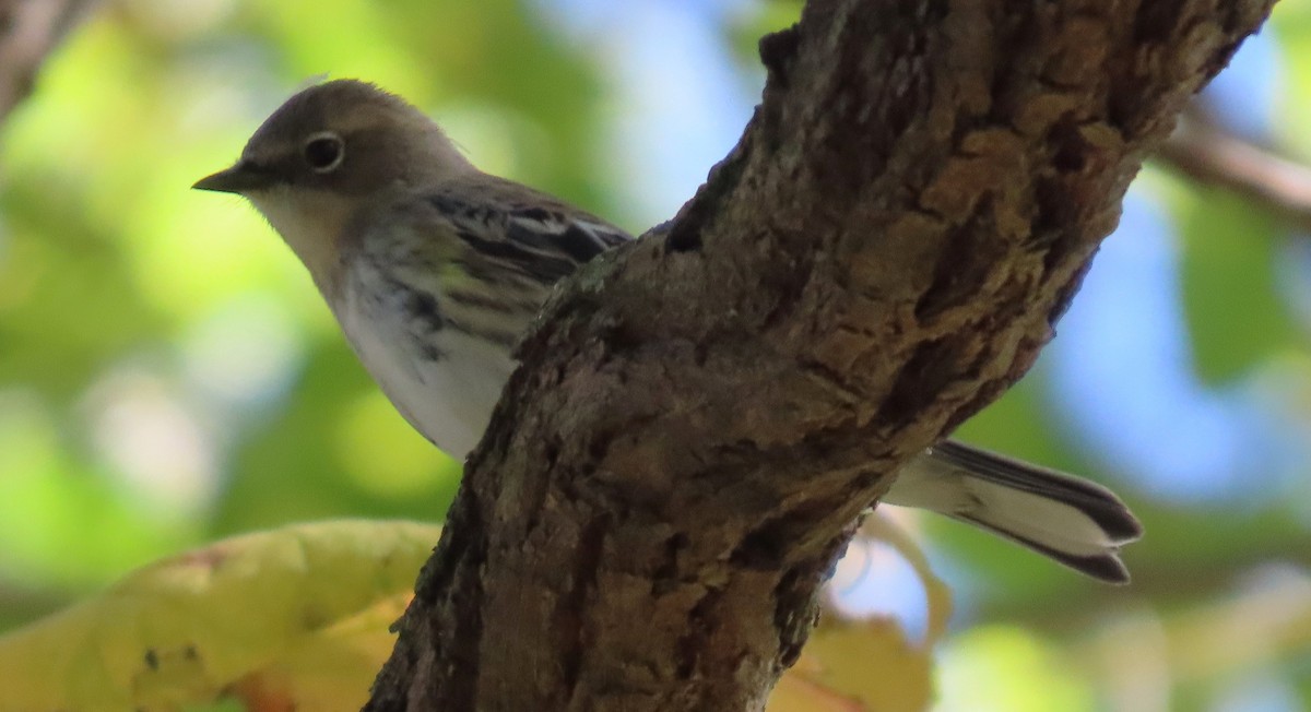 Yellow-rumped Warbler - ML643905648