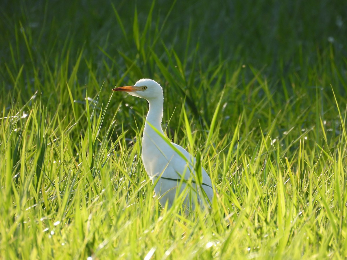 Western Cattle-Egret - Nathan Couturier