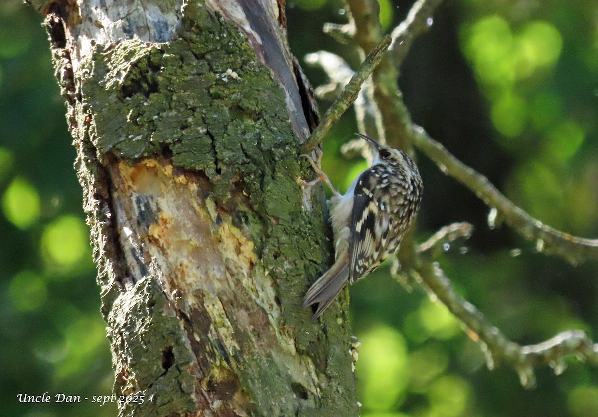 Brown Creeper - ML643905692