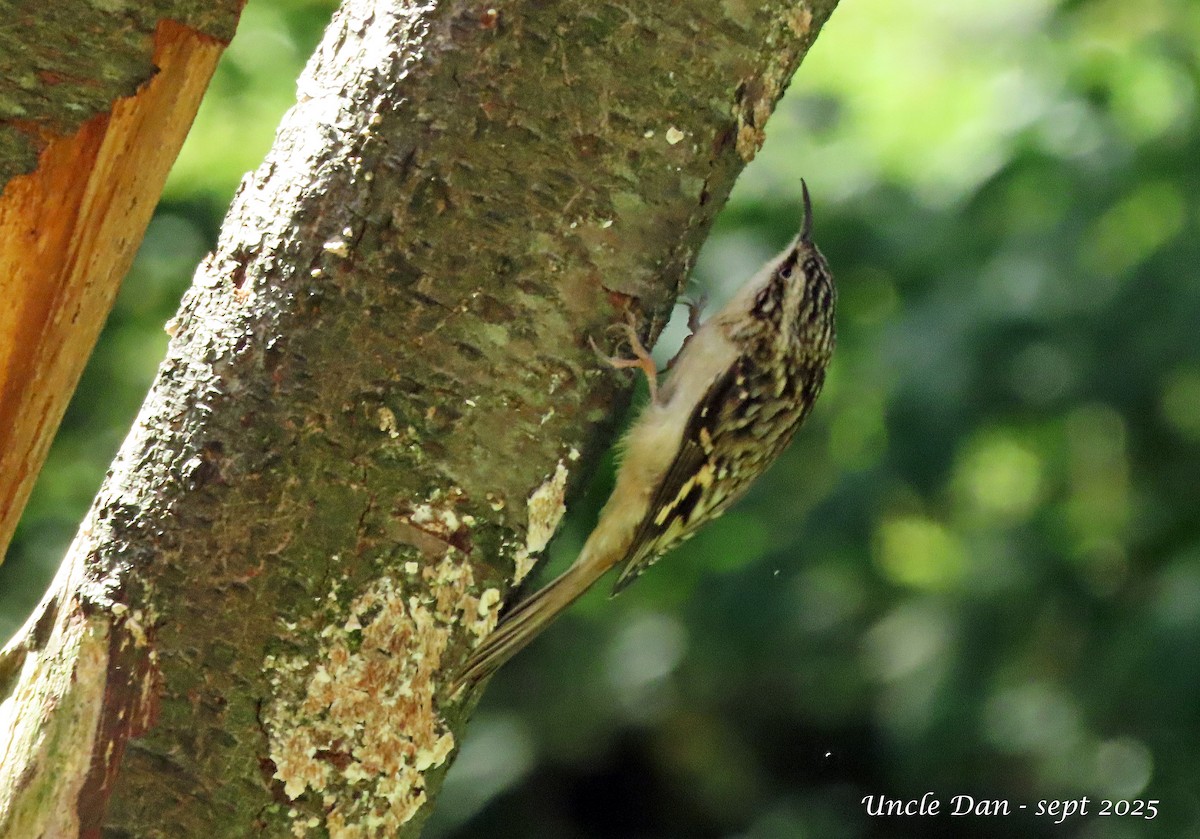 Brown Creeper - ML643905693
