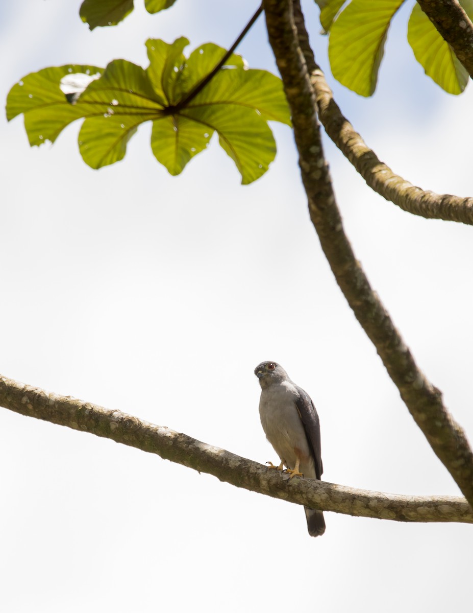 Rufous-thighed Kite - ML643905709