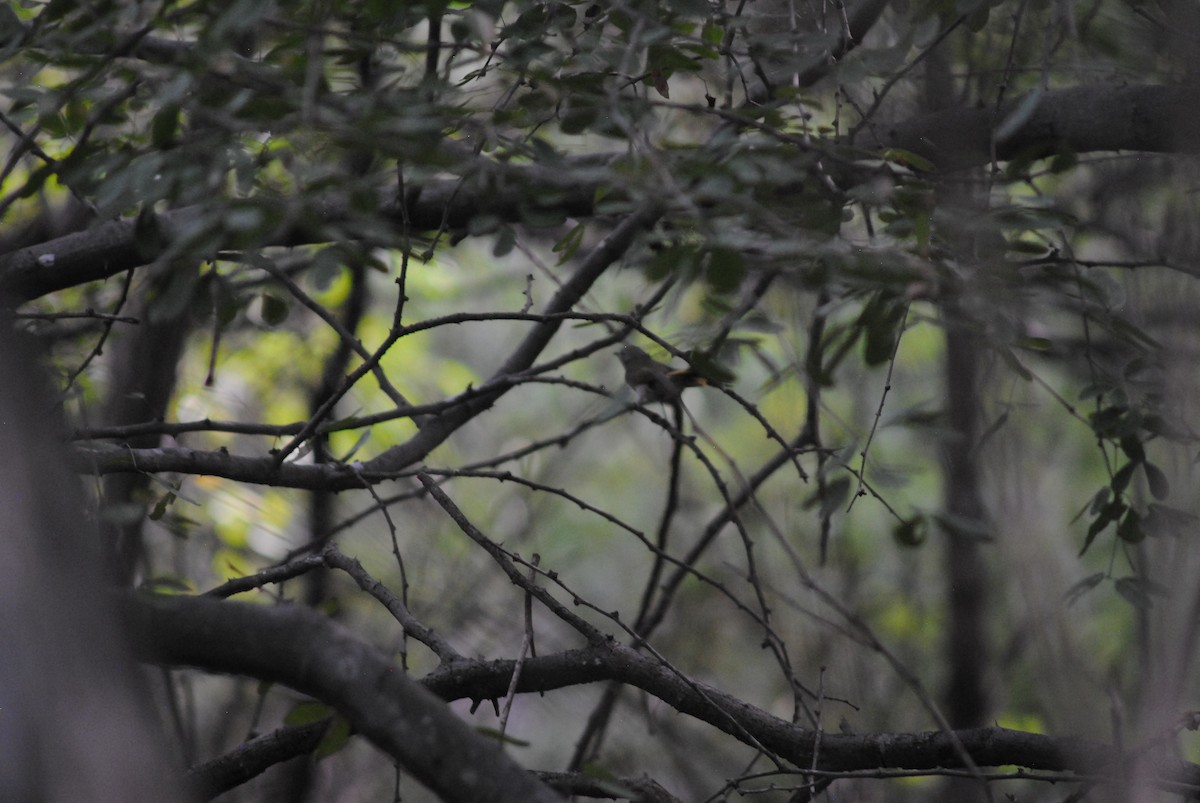 American Redstart - ML643905759