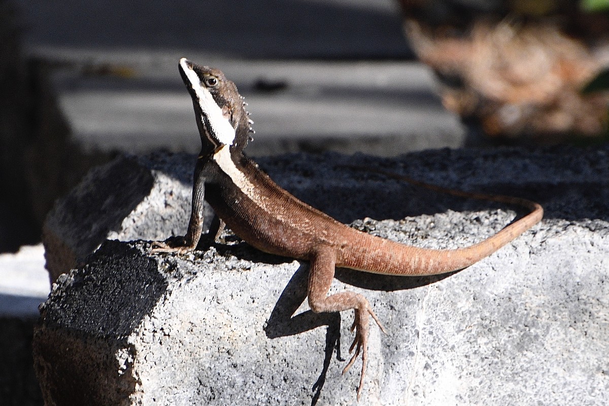 Northern Water Dragon - ML643905762