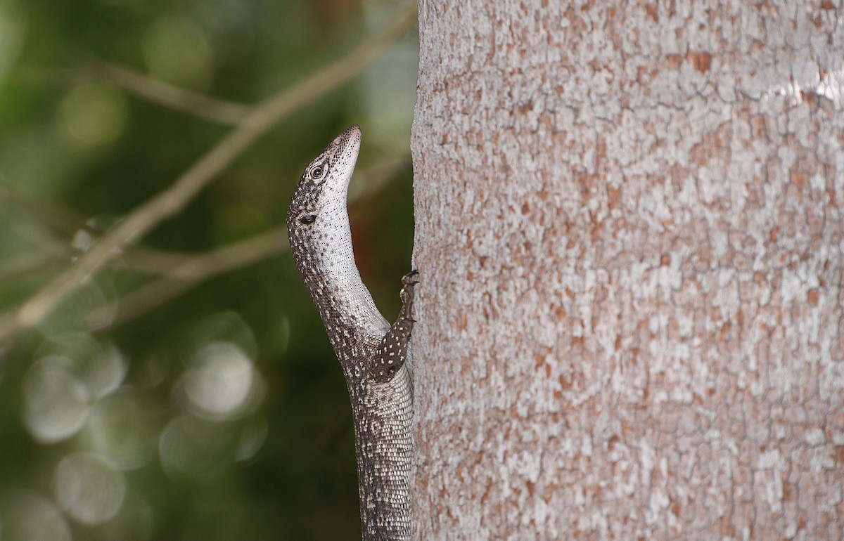 Banded Tree Monitor - ML643905763