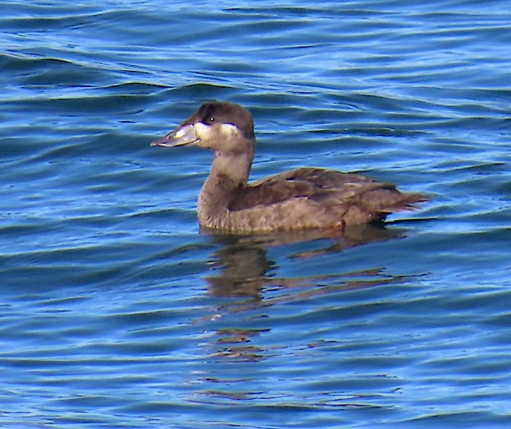 Surf Scoter - ML643905787