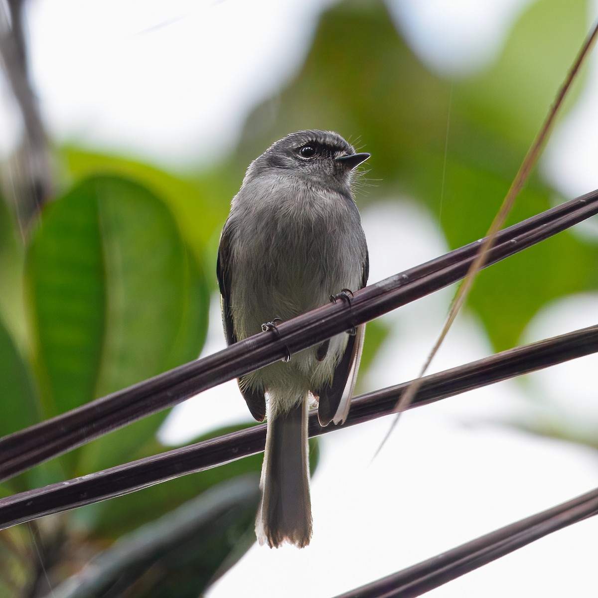 Black-fronted Tyrannulet - ML643905799