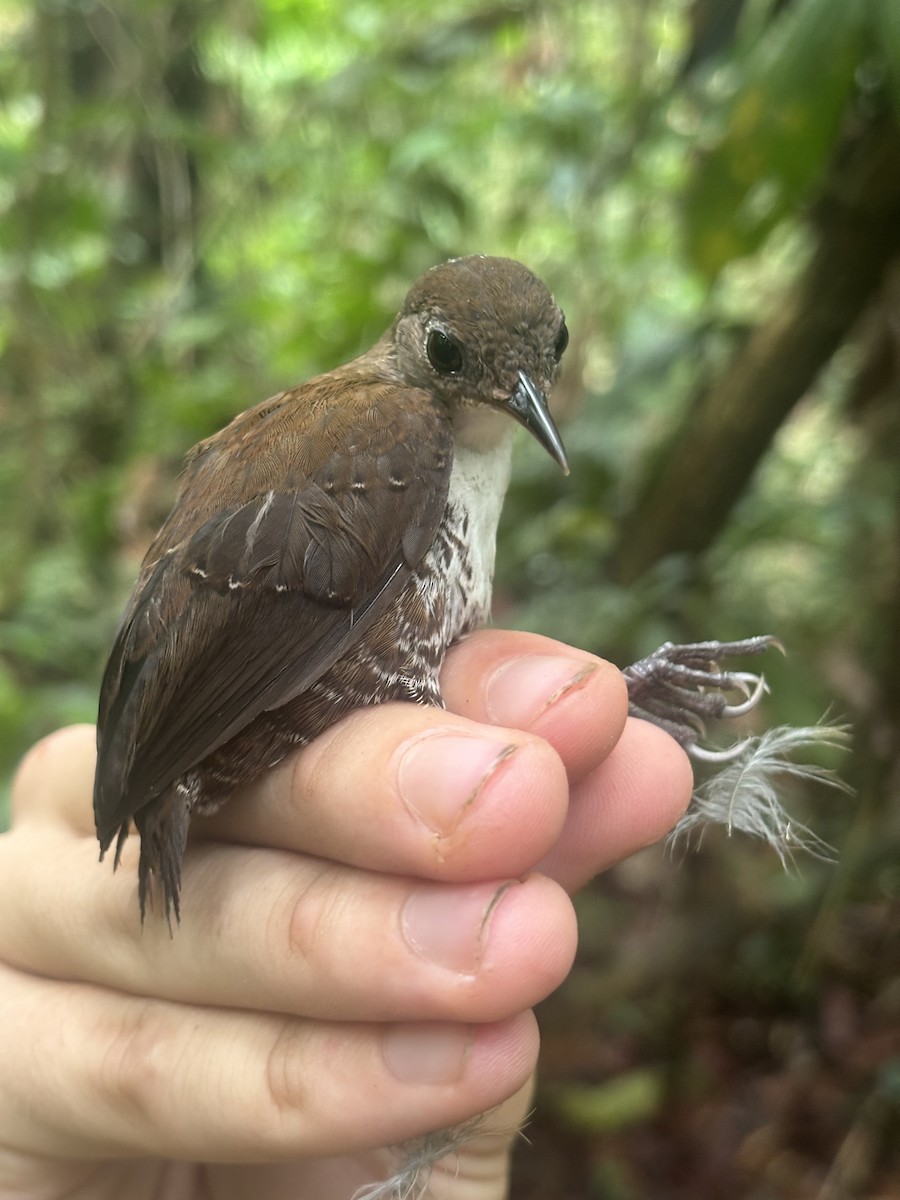 Scaly-breasted Wren - ML643905802