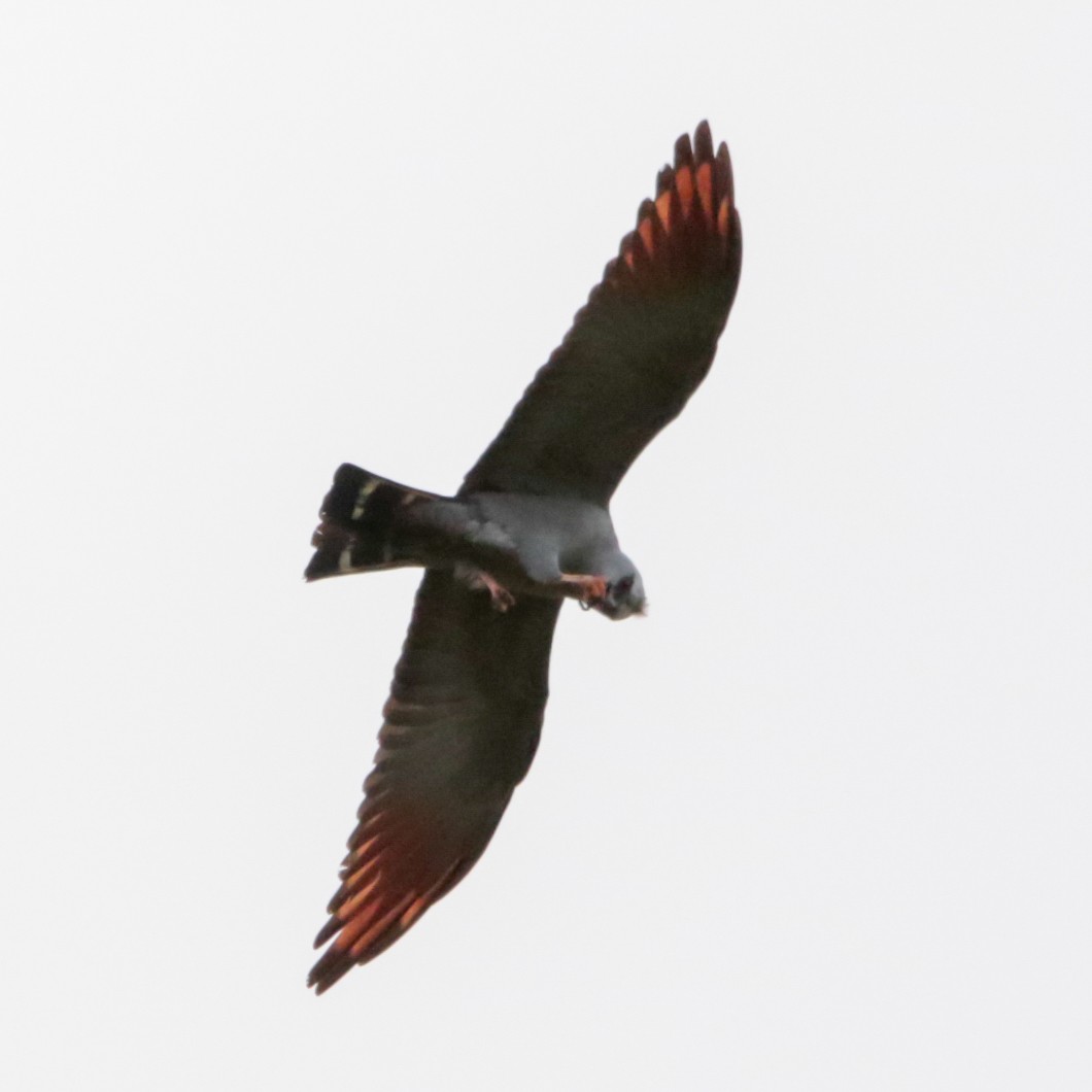 Plumbeous Kite - ML643905813