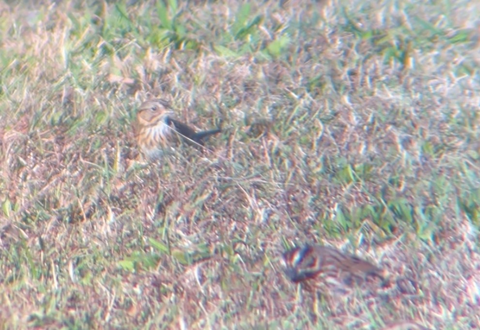 Lincoln's Sparrow - ML643905851