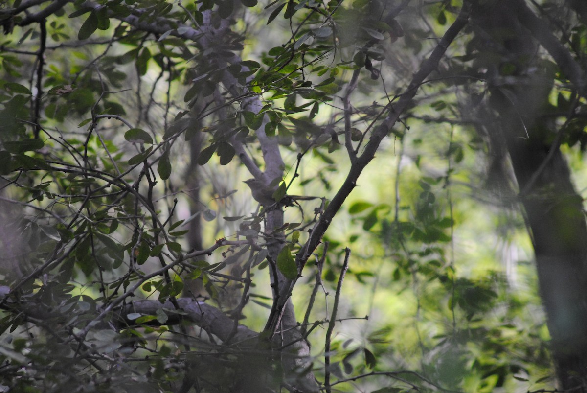 American Redstart - ML643905857