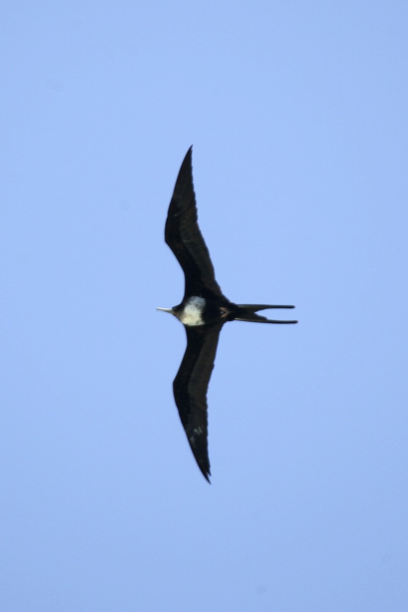storfregattfugl - ML643905892