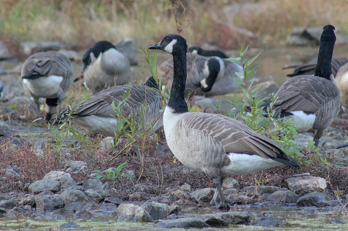 Canada Goose - ML643905894