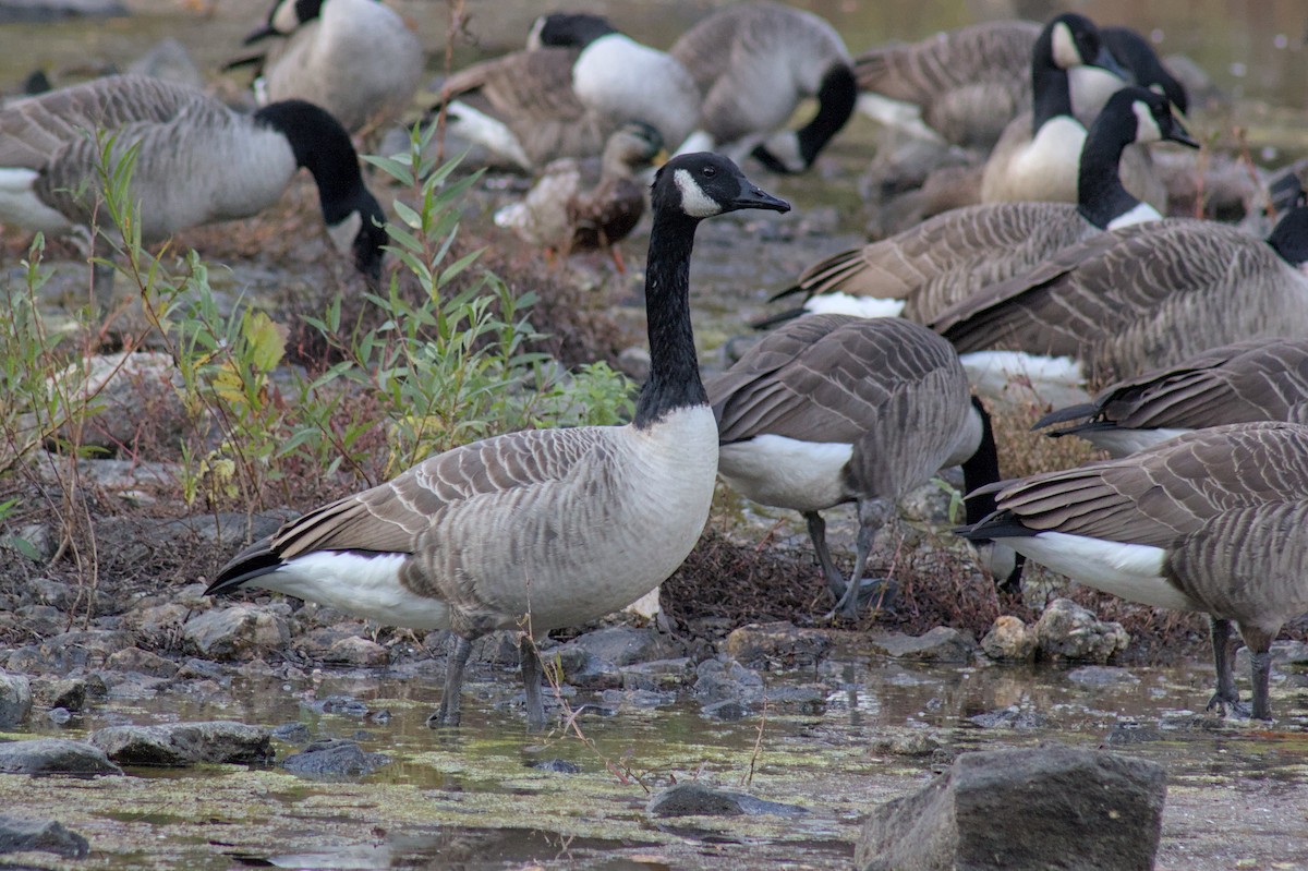 Canada Goose - ML643905895