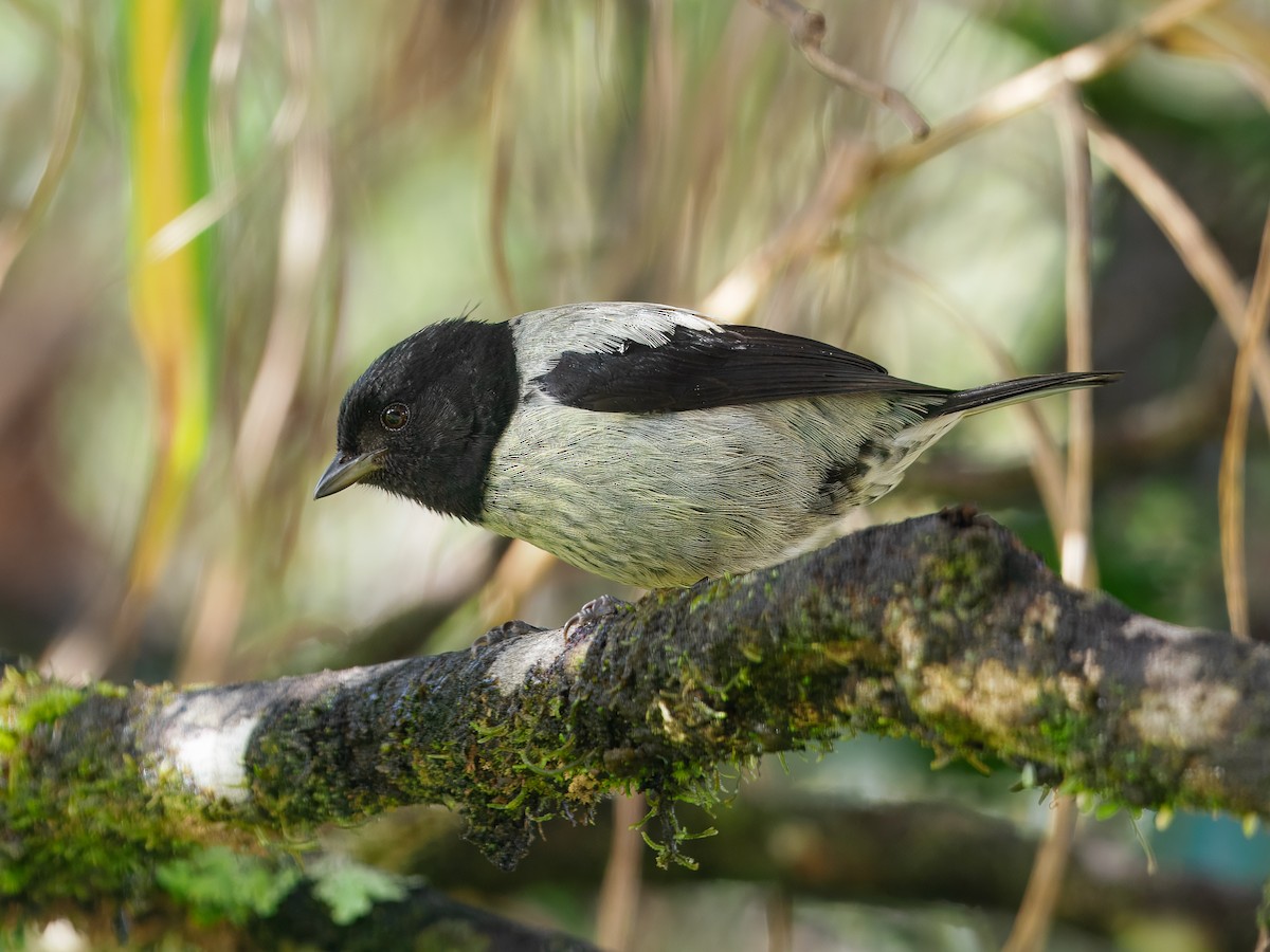 Black-hooded Tanager - ML643905899