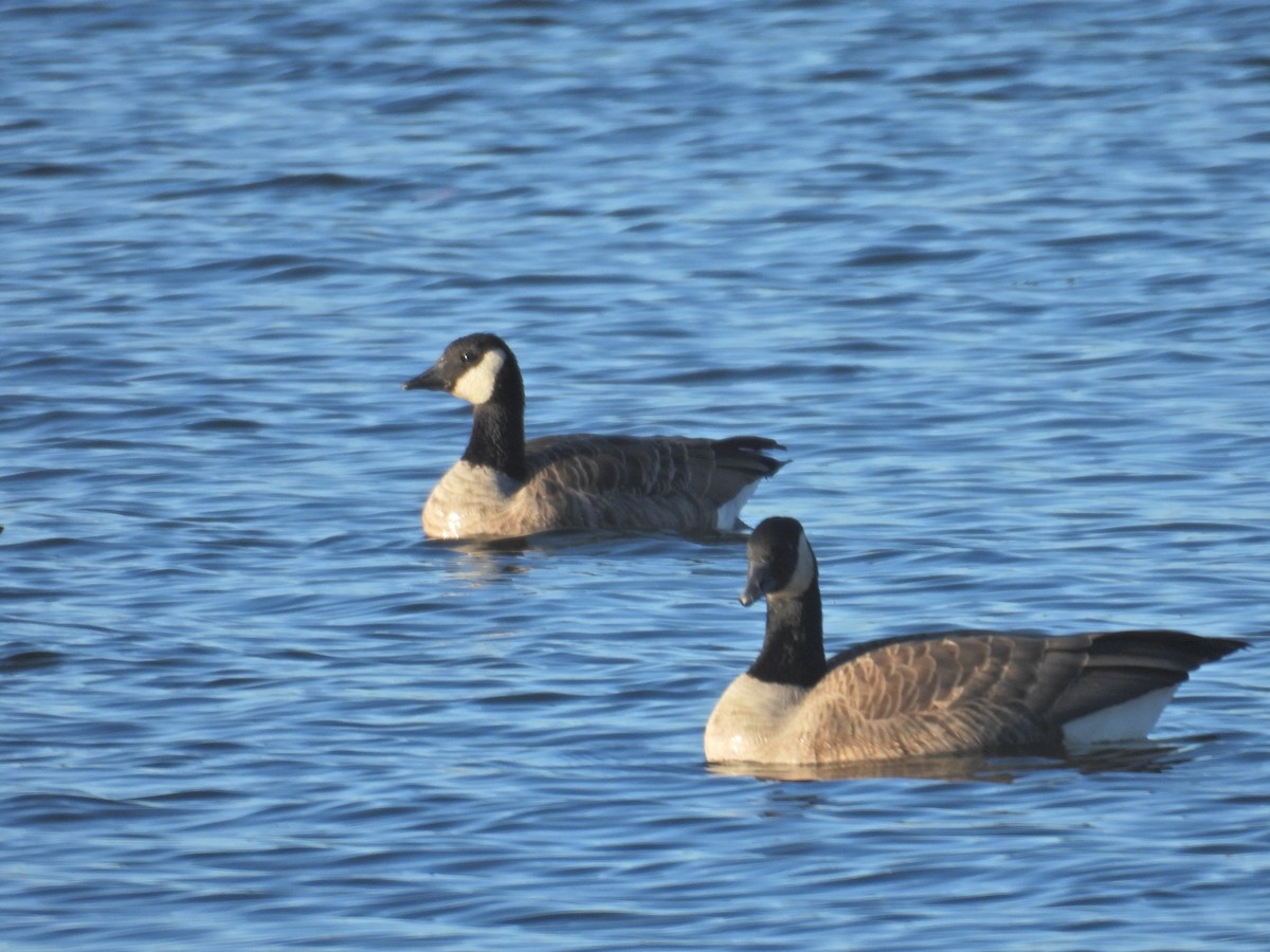 Canada Goose - ML643905914