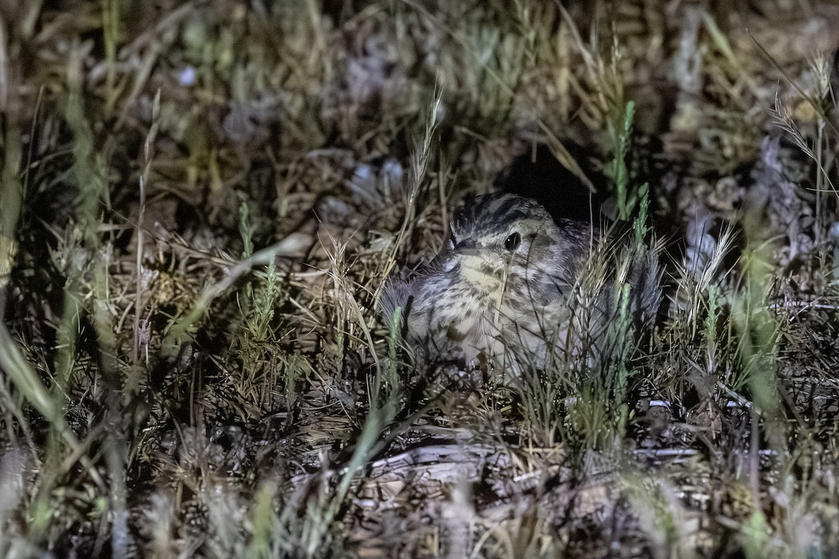 Singing Bushlark - ML643905915