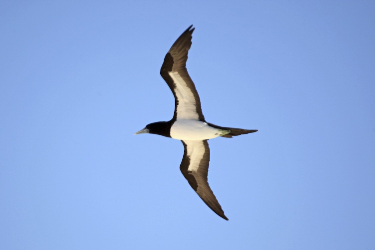 Brown Booby - ML643905916
