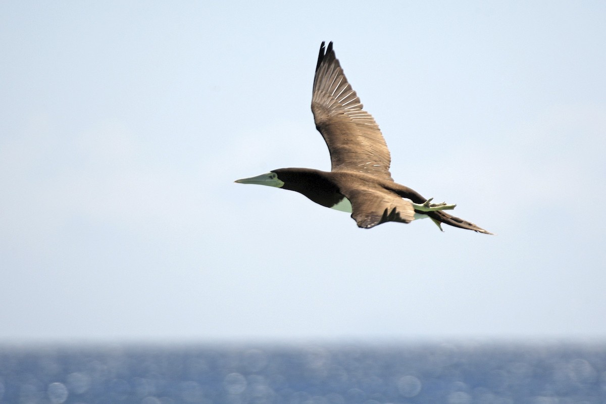 Brown Booby - ML643905917
