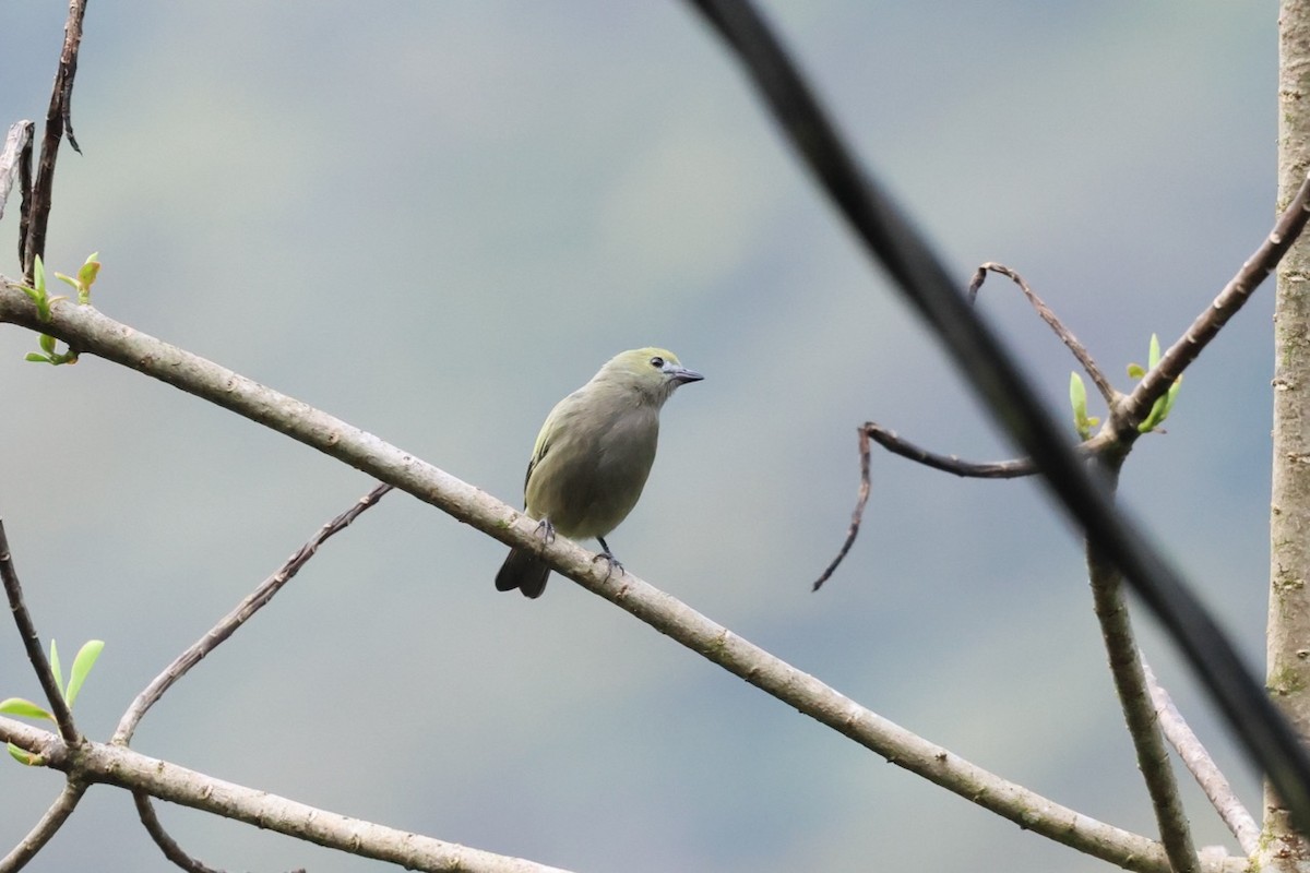 Palm Tanager - ML643905921