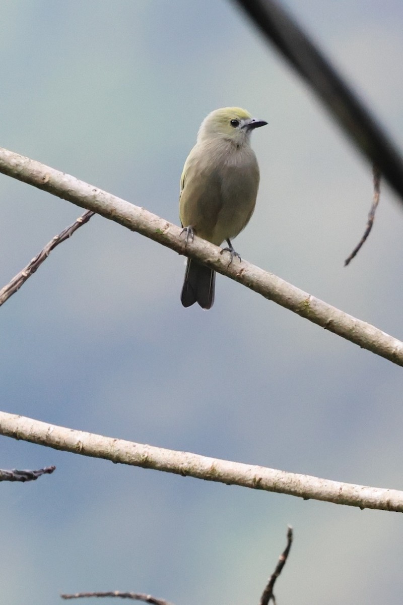 Palm Tanager - ML643905922