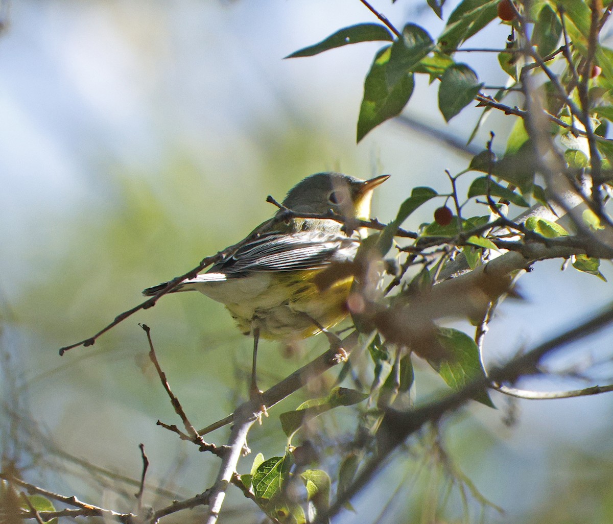 Magnolia Warbler - ML643905923