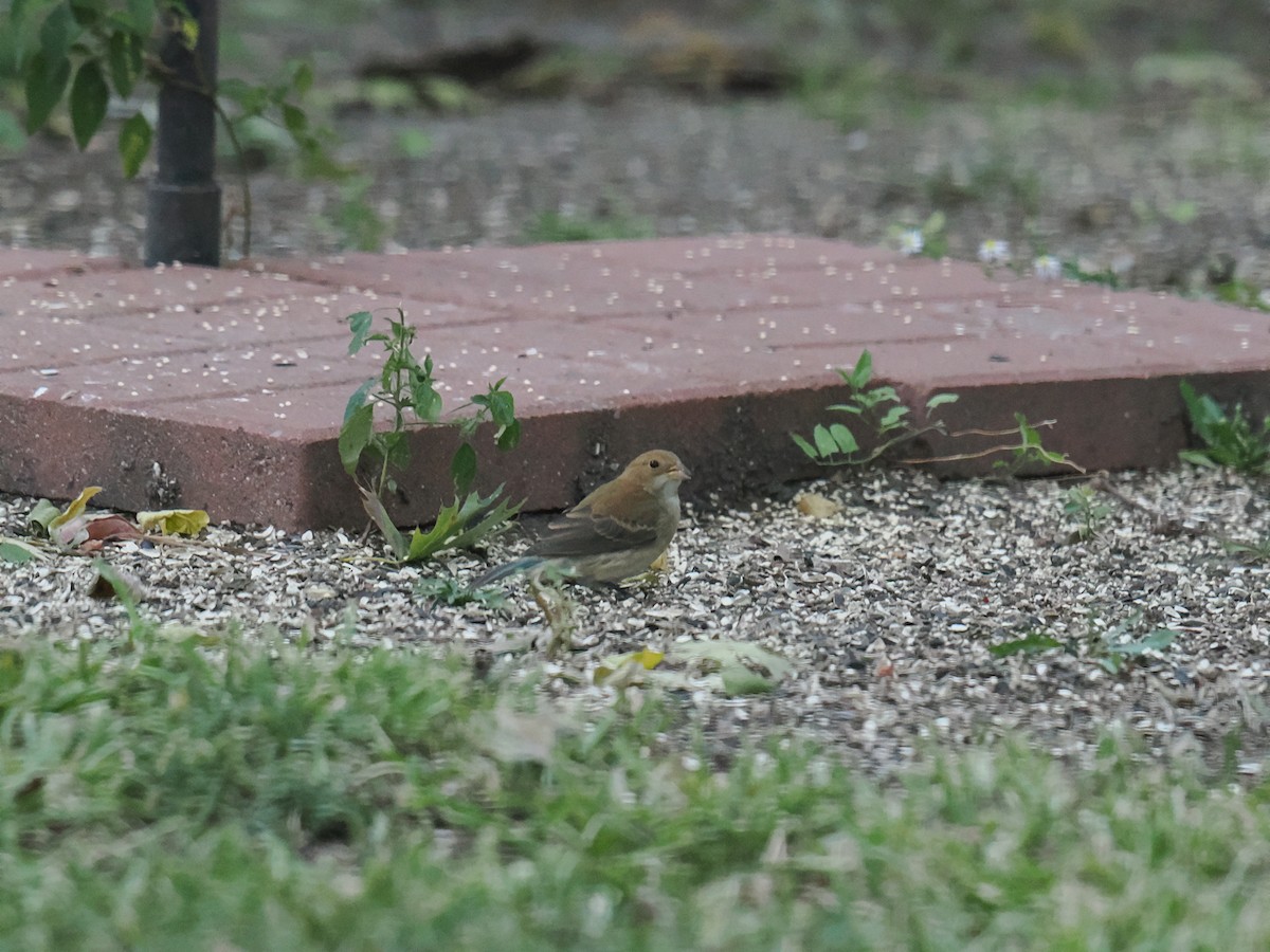 Indigo Bunting - ML643905924