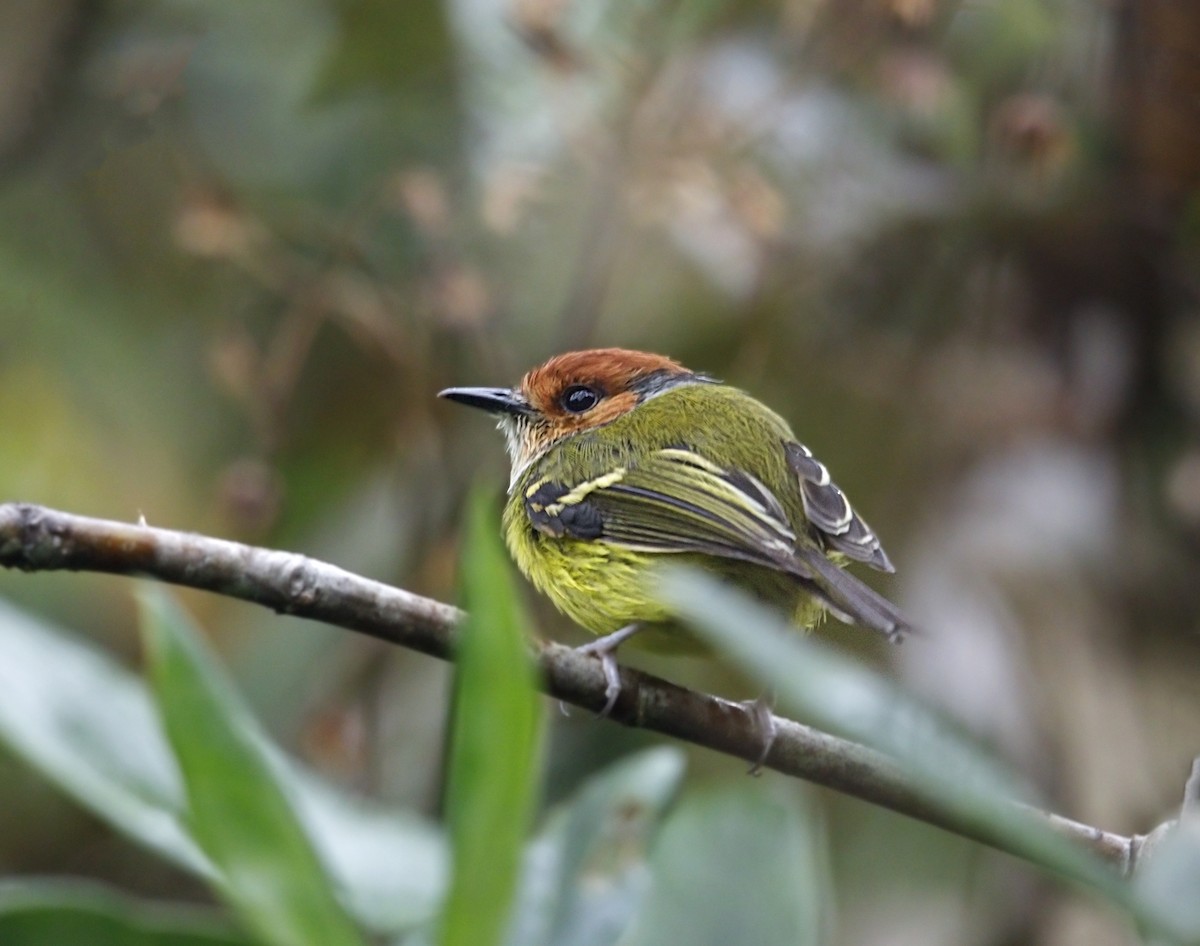 Rufous-crowned Tody-Flycatcher - ML643905937
