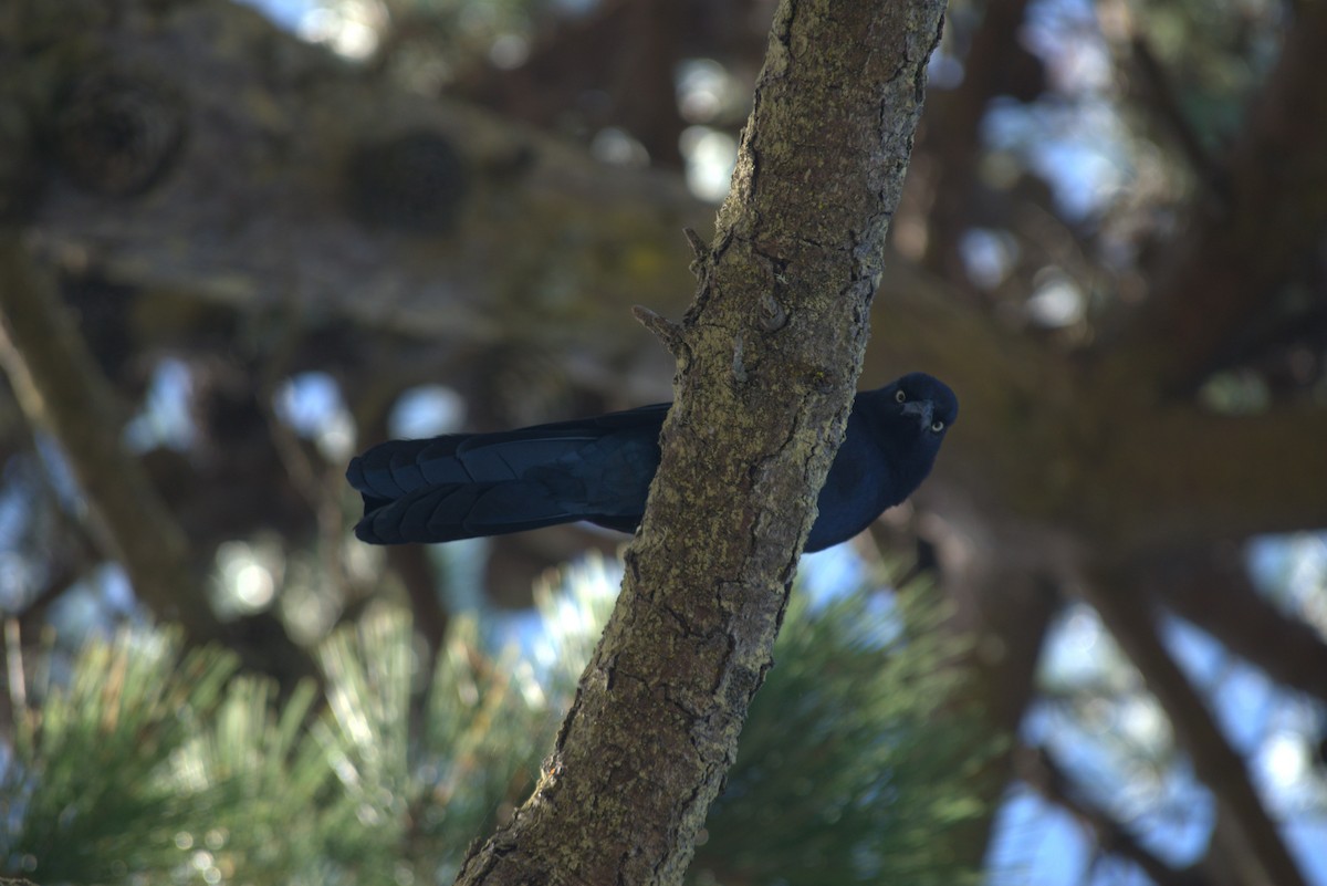 Great-tailed Grackle - ML643905952