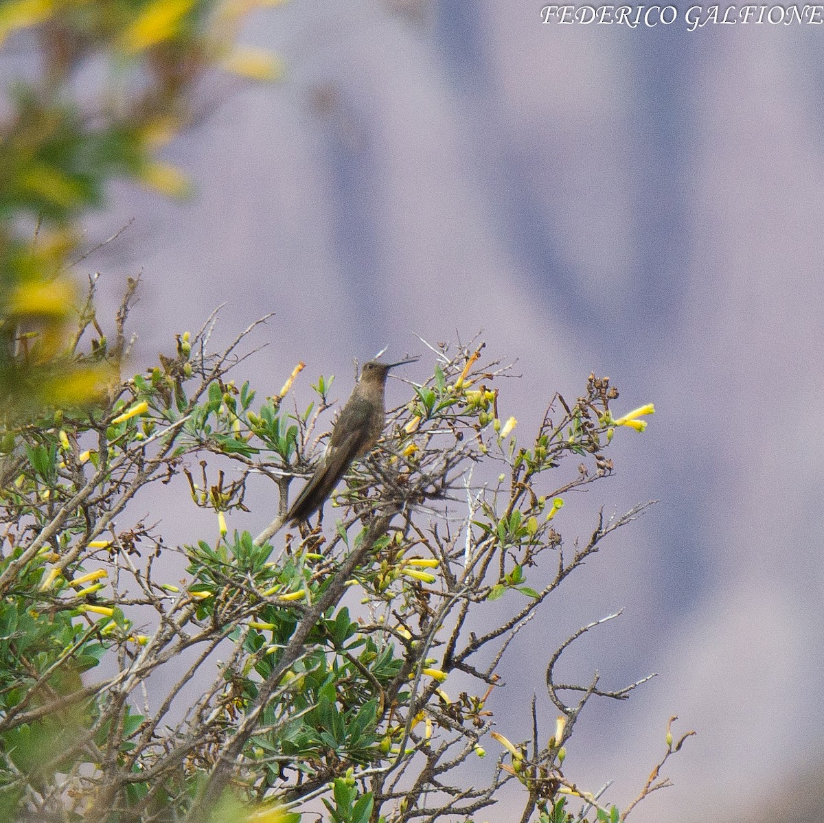 Colibri géant - ML643905970
