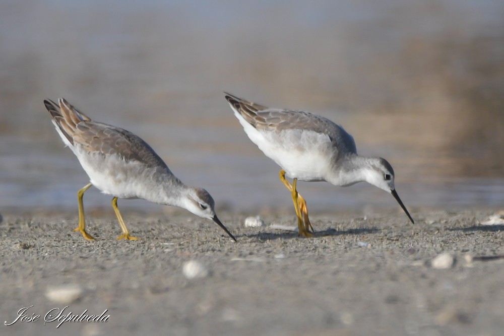 Wilson's Phalarope - ML643905981