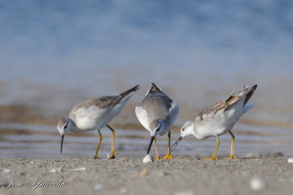 Wilson's Phalarope - ML643905982