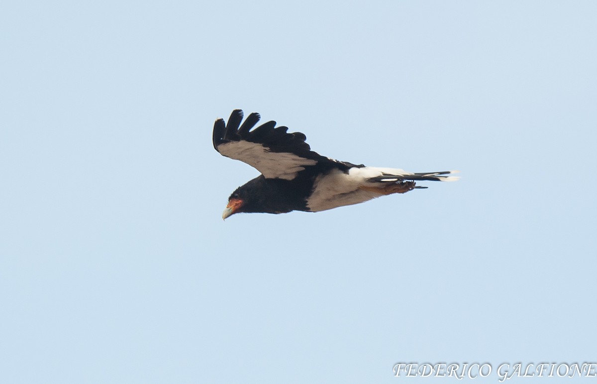 Mountain Caracara - ML643905986