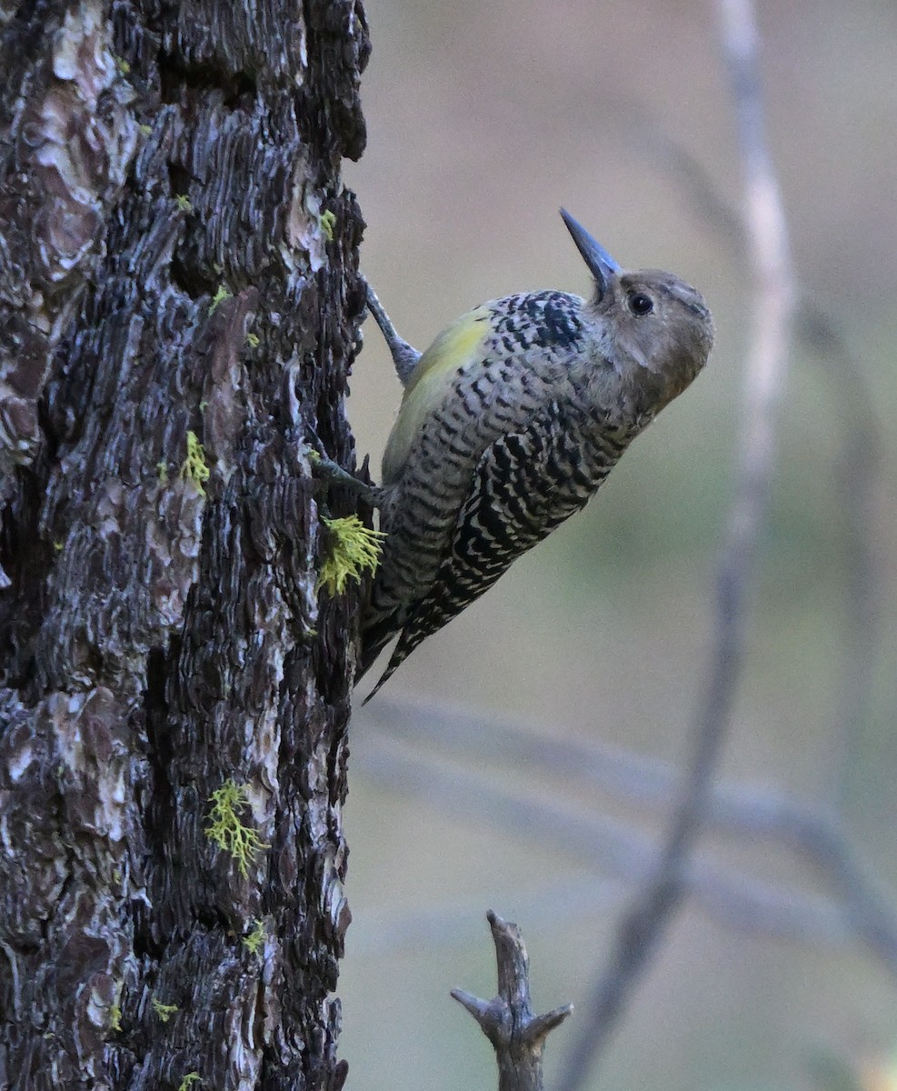 Williamson's Sapsucker - ML643905987