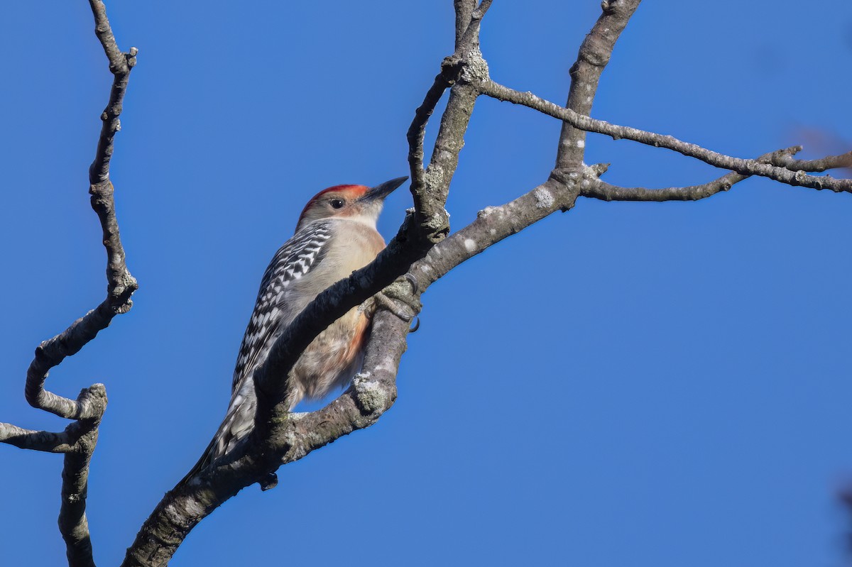 Red-bellied Woodpecker - ML643905994