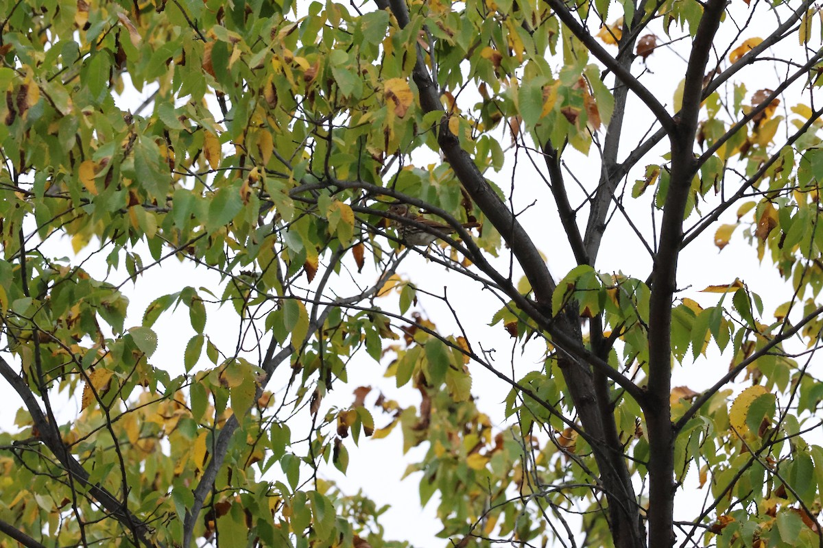 Fox Sparrow - ML643906027