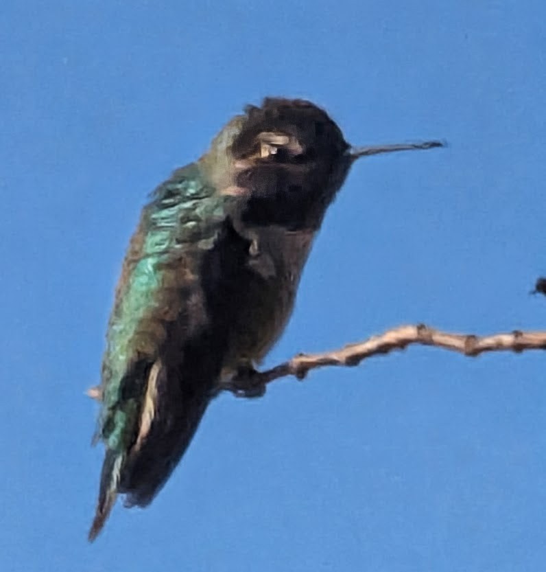 rødmaskekolibri - ML643906028